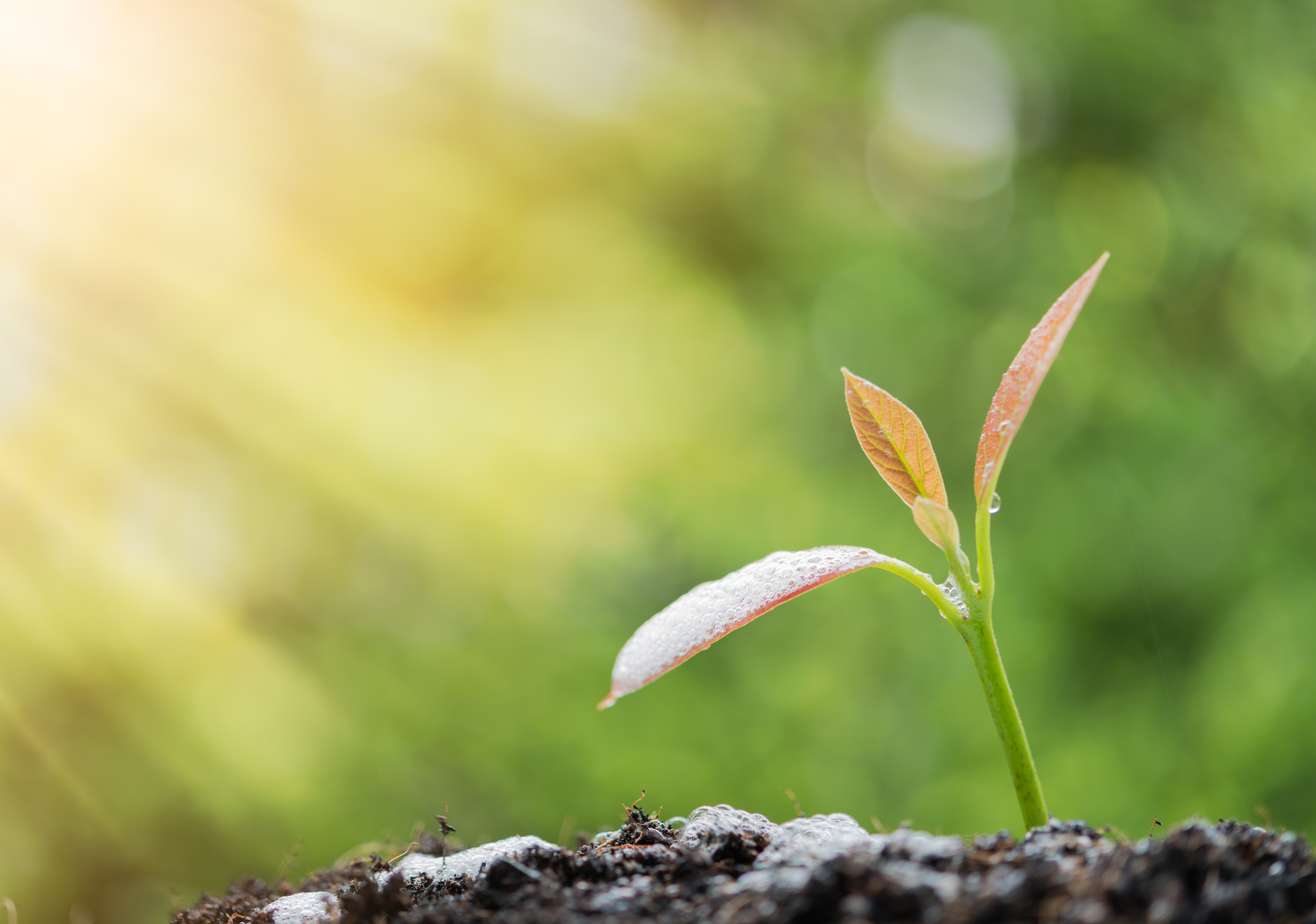 Success in business,watering young new born plant growing out of