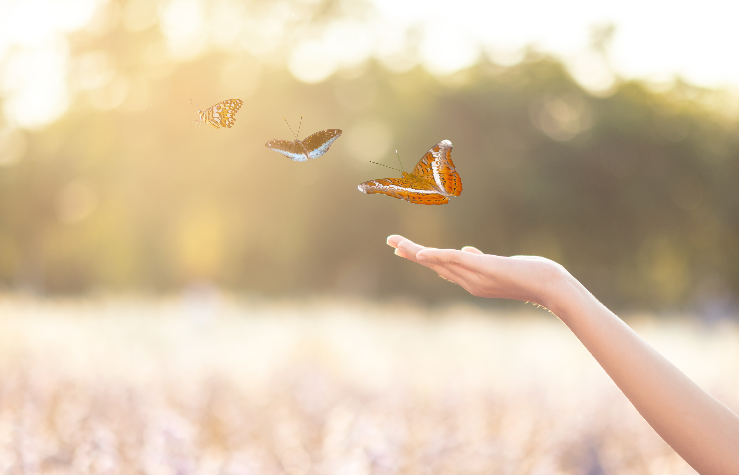 Hand Releasing Butterfly